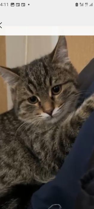 Отдам котёночка мальчика в добрые руки