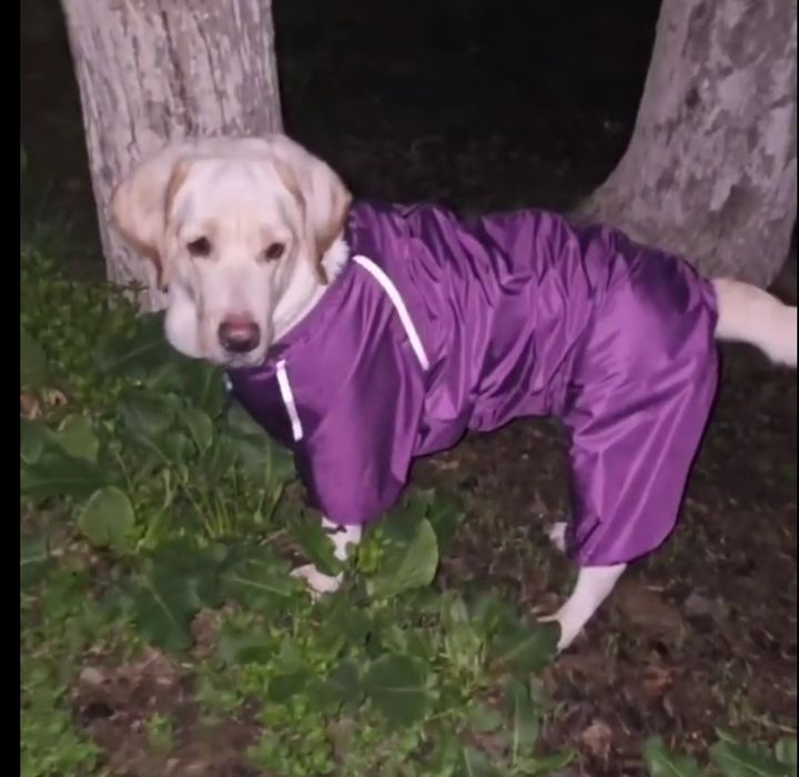 Одежда для собак,комбинезон для собак