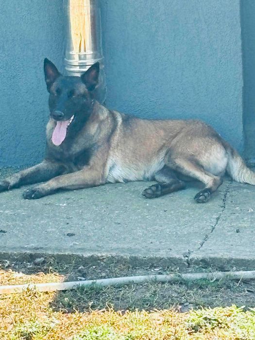 ciobanesc malinois