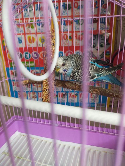 Попугай вместе с клеткой и всем необходимым