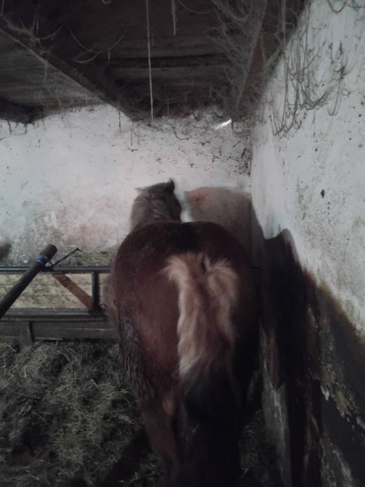 O mânză de vânzare din an jumate