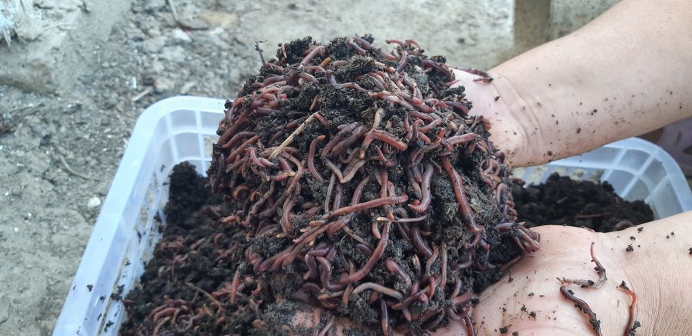 Калифорнийские красные дождевые черви