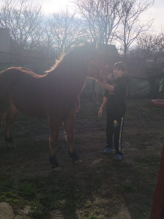 Vând mânză de un an jumate