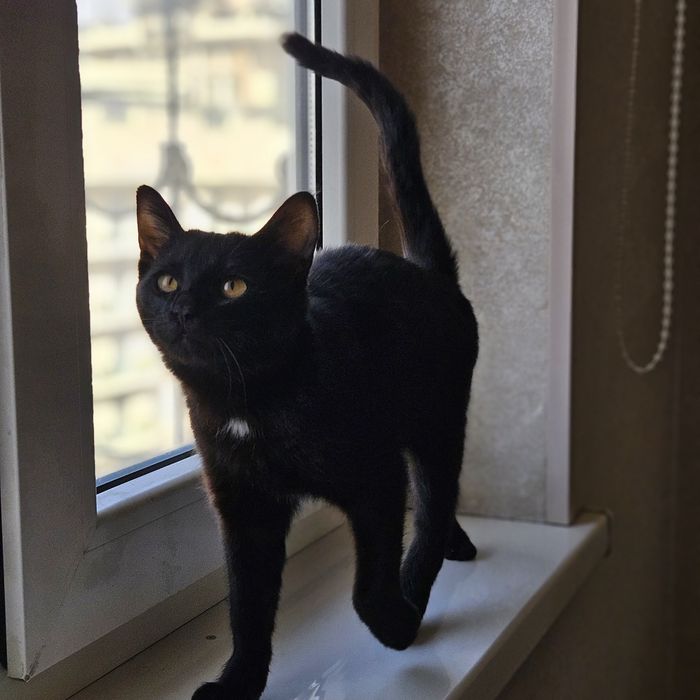 Малышка Багира в поисках дома!! Ташкент!