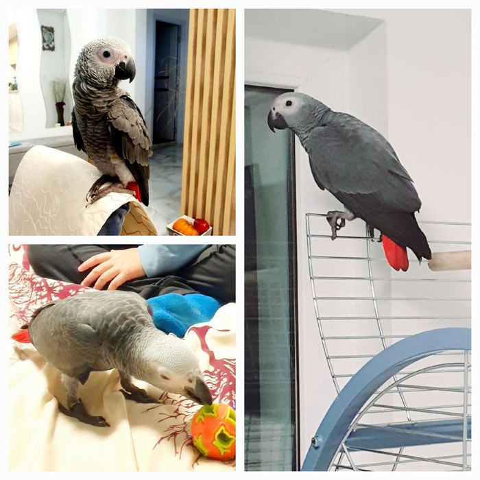 Papagal Jako(African gray) mascul 4 luni test ADN  foarte bland