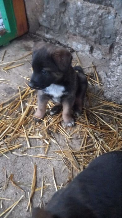 Подарявам кученца - белгийска овчарка (Малиноа) микс