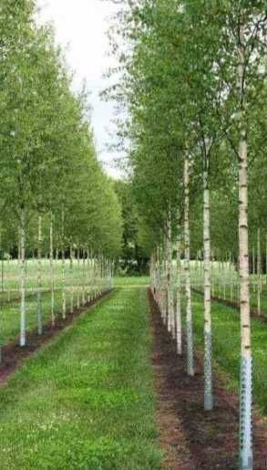 Plante Ornamentale Tuia Smaragd