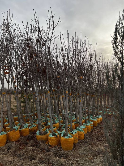 Продам декоративные деревья, в любом количестве