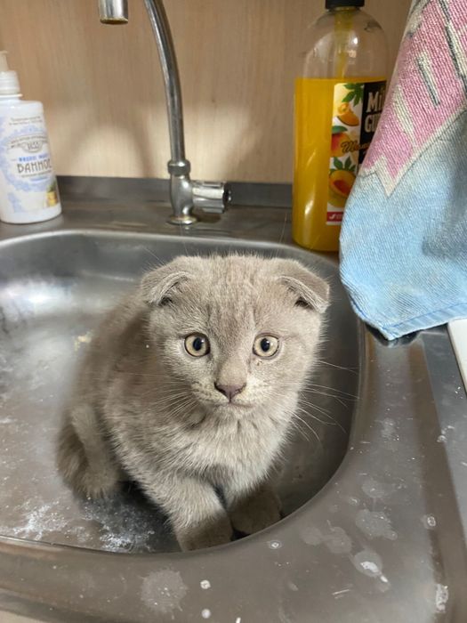 Котята британцы смешанные