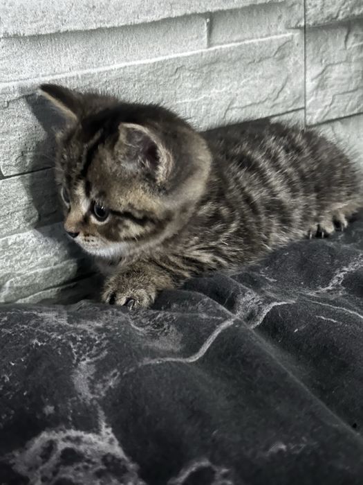 Бесплатно котята Сибирской породы