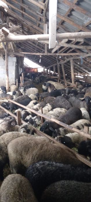 Vând miei pentru sărbători...