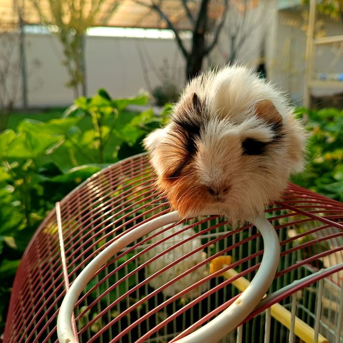 Морская свинка просто чудо