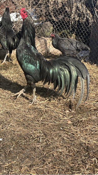 Куры породы Суматра