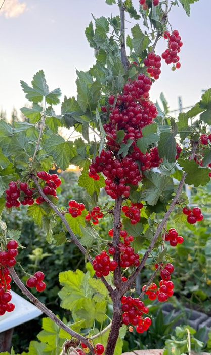 Смородина, саженцы