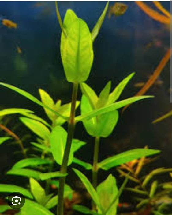 Растения для аквариума