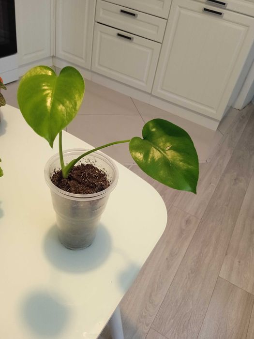 Продам комнатные растения...