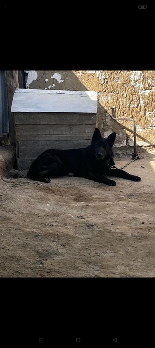 Авчарка сатылады