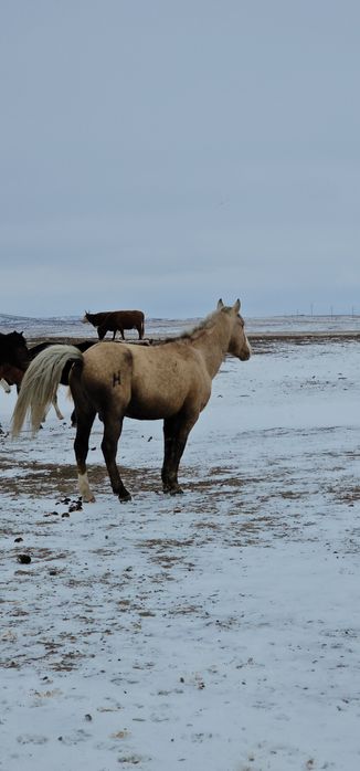 Айғыр сатылады жабы қазақы