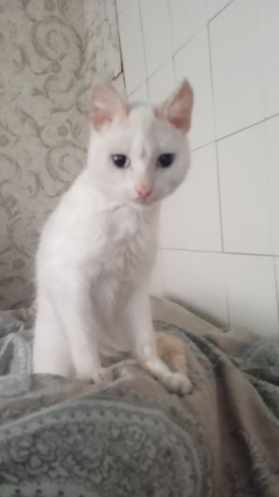 Отдам котенк в добрые руки