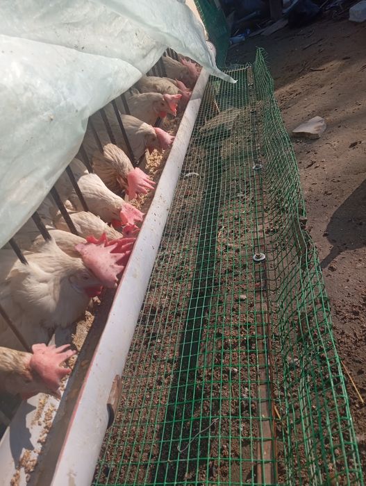 Xonaki tovuq sotiladi