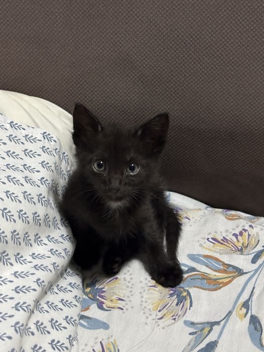 В добрые руки котенка мальчика