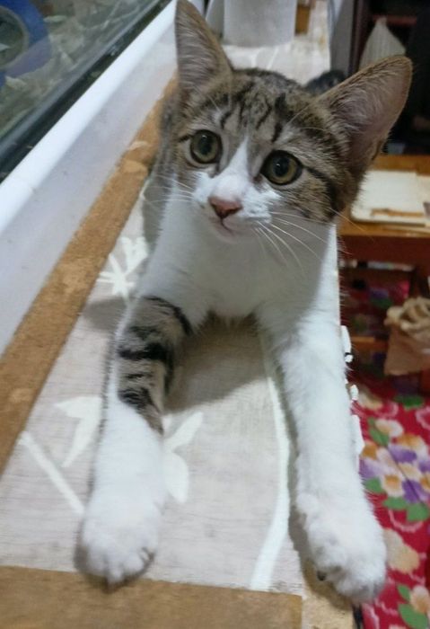 Пристраивается котёнок