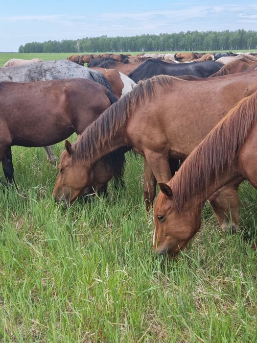 Карликовые кролики вислоухие рен. Бройлеры 5 месяцев. Кролик вислоухий баранчик. Олх животные кокшетау. Олх животные кокшетау.