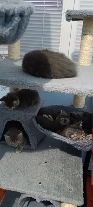 Британски късокосмести котенца