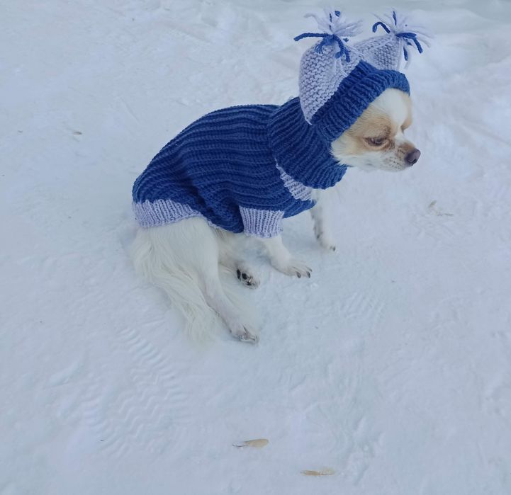 Чихуахуа кобель продам