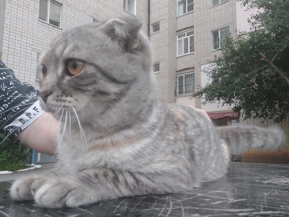 В добрые руки молодая кошечка.