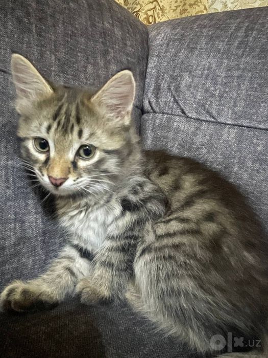 Котята бесплатно. Мушукчалар текинга