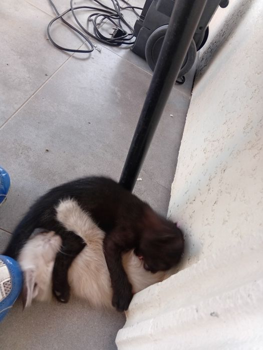 Котята подарю котят
