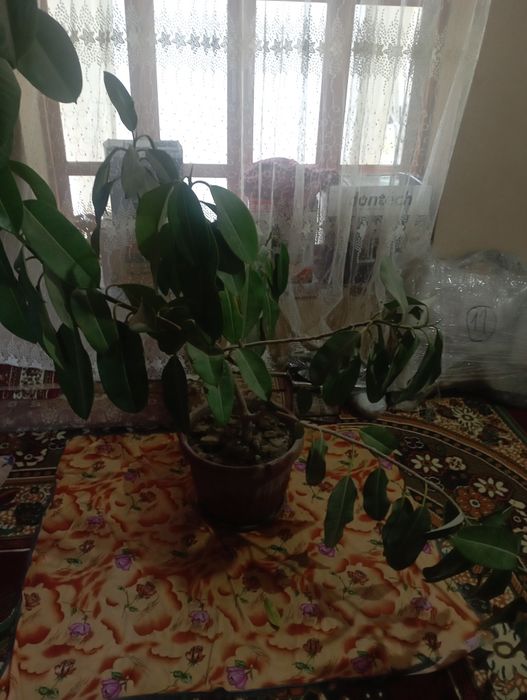 Gul qora shahzoda+malika