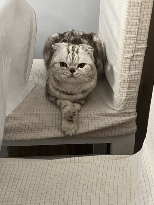 Котенок британский вислоухий