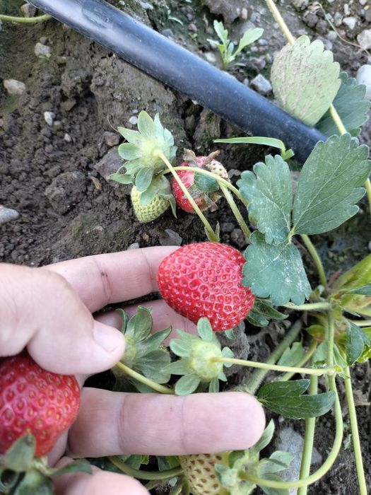 Рассада клубникы Альбион, Сандра, Мурано