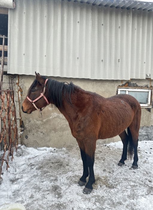 Продам жеребец айғыр 7 лет