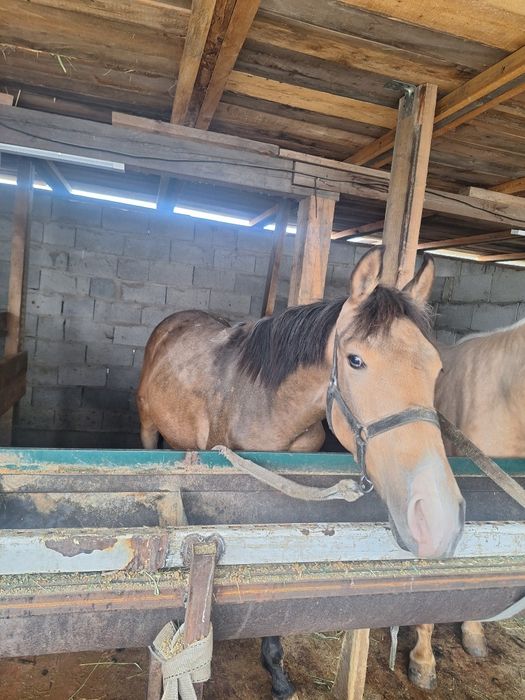 Дөнендер сатылады