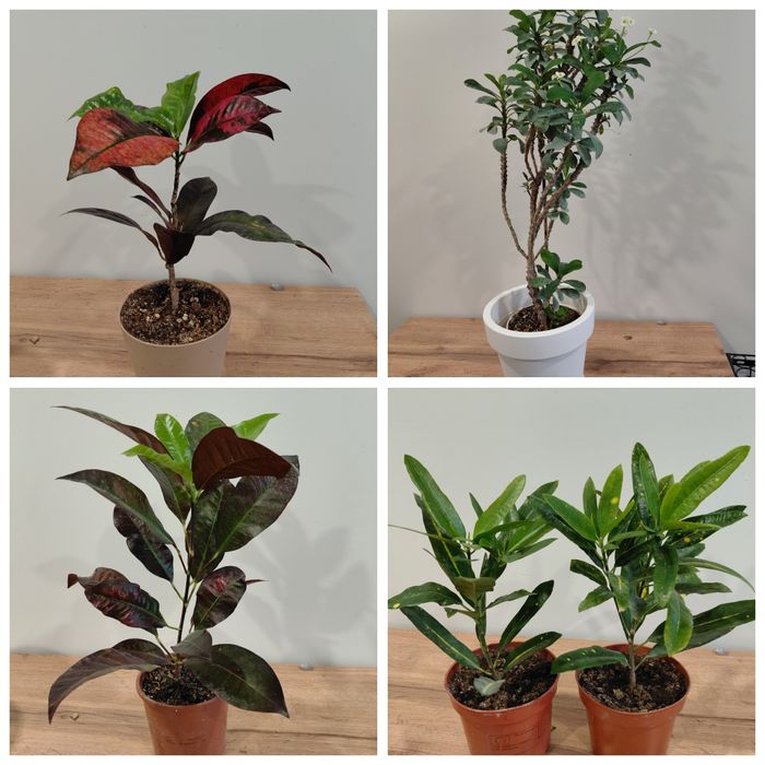 Комнатные растения