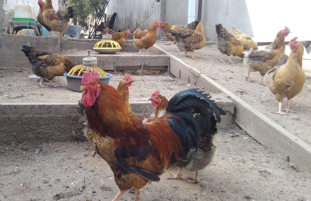 Продам цыплят чистопородных