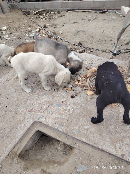 Щенки тазы быстрые