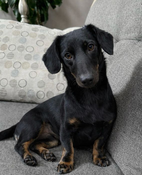 Молодой кобель таксы ищет дом