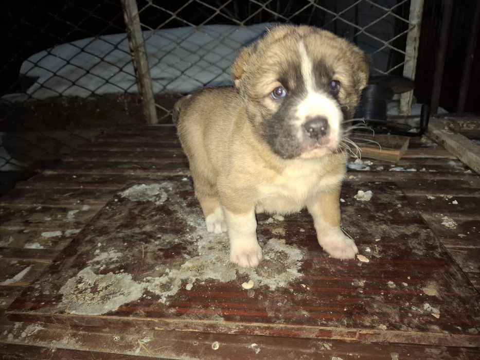 Чистокровные щенки алабая