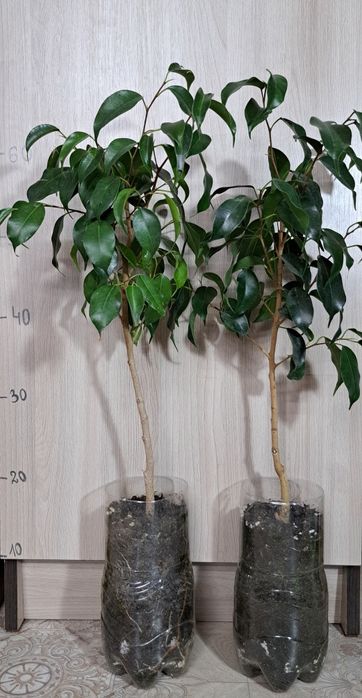 Цветы комнатные продам