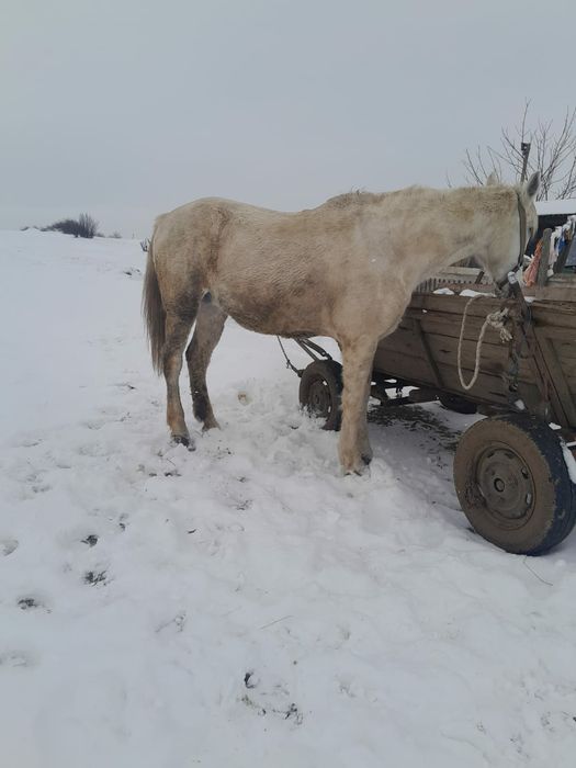 De vanzare iapa buna de căruță
