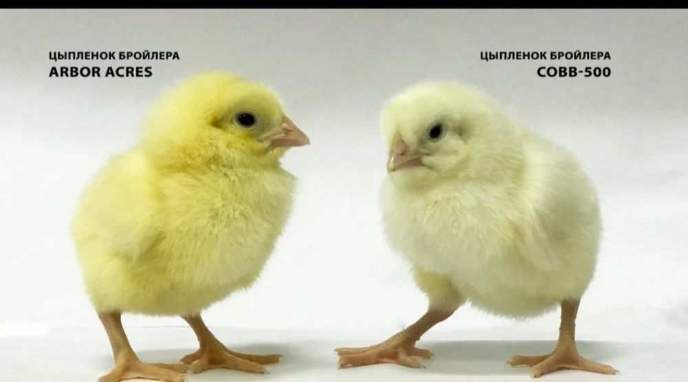 Цыплята бройлеры Арбор Айкрес на март