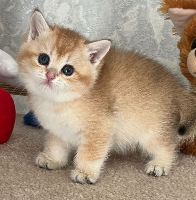 Британская золотая шиншилла девочка чистокровная