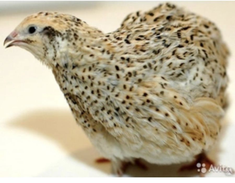 Продам инкубационные перепеленые яйца.