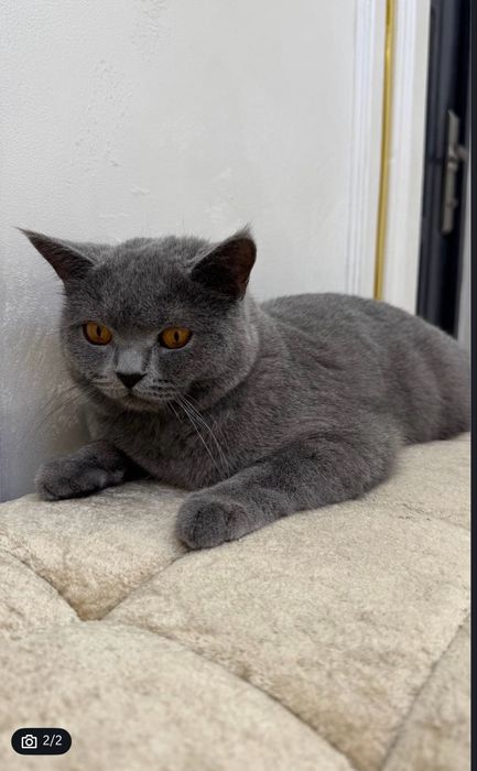 British strite erke mushu sotiladi soglom nasil osa boladi judayam aqi