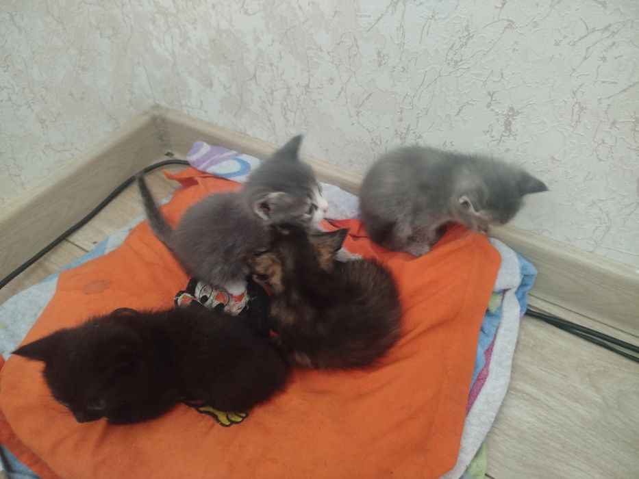 Отдам даром котенка