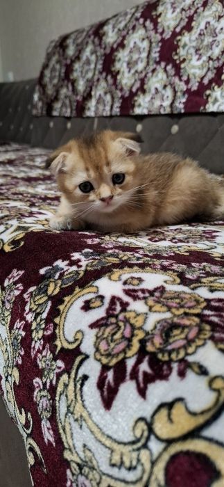 Котята Скоттиш фолд√